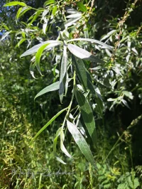 Schietwilg [Salix alba]